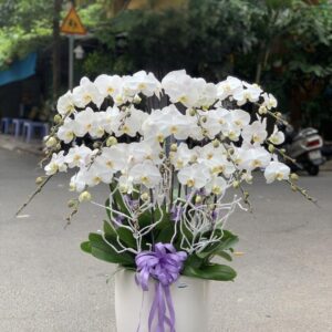 Chậu Lan Hồ Điệp - LHD01