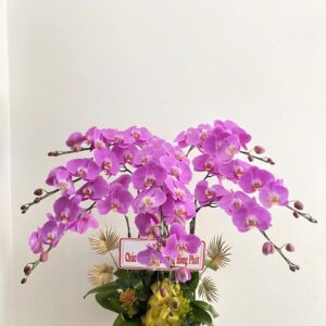 Chậu Lan Hồ Điệp - LHD09