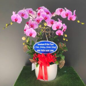 Chậu Lan Hồ Điệp - LHD13