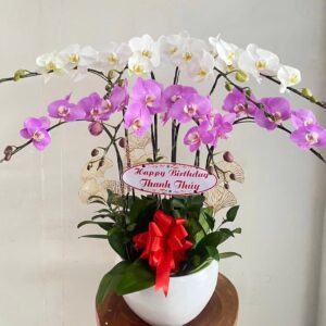 Chậu Lan Hồ Điệp - LHD14