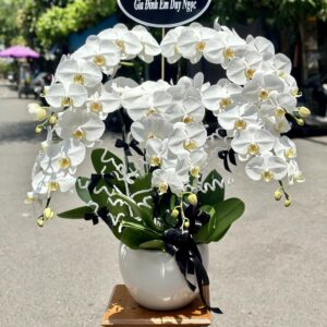 Chậu Lan Hồ Điệp - LHD02