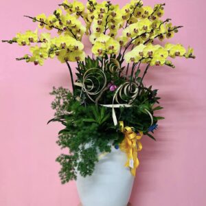 Chậu Lan Hồ Điệp - LHD04