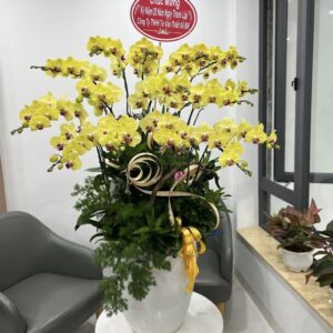 Chậu Lan Hồ Điệp - LHD06