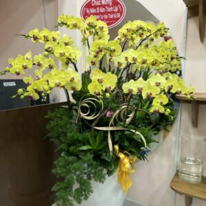 Chậu Lan Hồ Điệp - LHD07