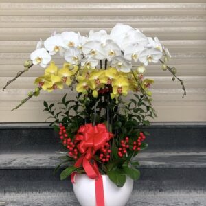 Chậu Lan Hồ Điệp - LHD08