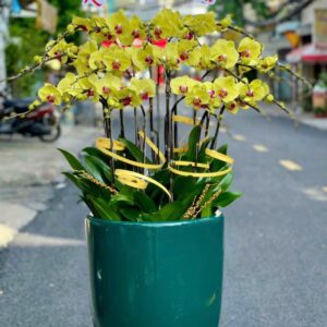 Chậu Lan Hồ Điệp - LHD03