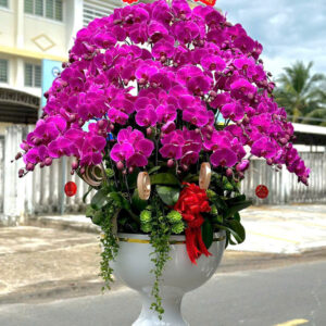 Chậu Lan Hồ Điệp – LHD16