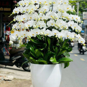 Chậu Lan Hồ Điệp – LHD18