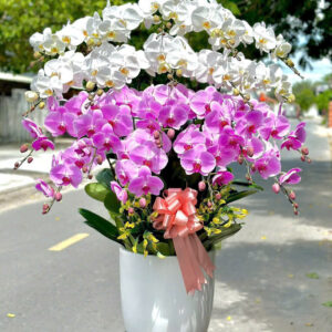 Chậu Lan Hồ Điệp – LHD23