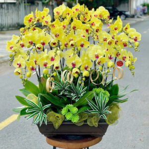 Chậu Lan Hồ Điệp – LHD25