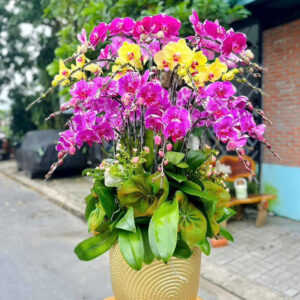 Chậu Lan Hồ Điệp – LHD26