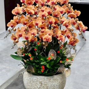 Chậu Lan Hồ Điệp – LHD27