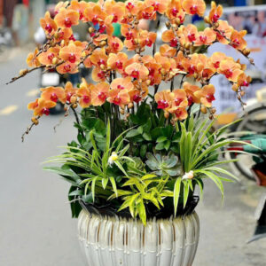 Chậu Lan Hồ Điệp – LHD28