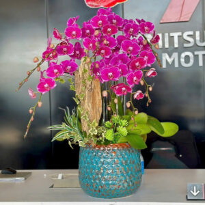 Chậu Lan Hồ Điệp – LHD29