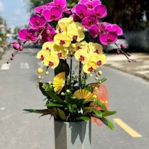 Chậu Lan Hồ Điệp – LHD30