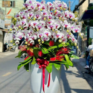 Chậu Lan Hồ Điệp – LHD32