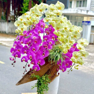 Chậu Lan Hồ Điệp – LHD33