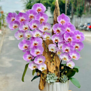 Chậu Lan Hồ Điệp – LHD38