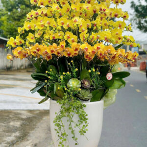 Chậu Lan Hồ Điệp – LHD39