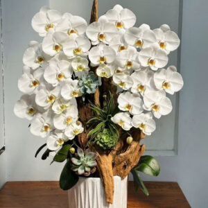 Chậu Lan Hồ Điệp – LHD40