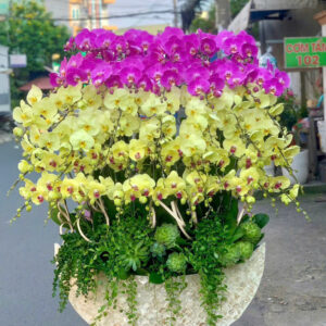 Chậu Lan Hồ Điệp – LHD41