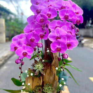 Chậu Lan Hồ Điệp – LHD42