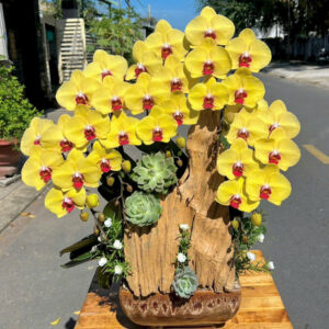 Chậu Lan Hồ Điệp – LHD43