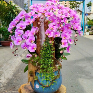 Chậu Lan Hồ Điệp – LHD46