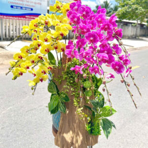 Chậu Lan Hồ Điệp – LHD47