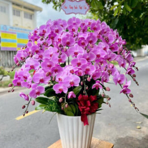 Chậu Lan Hồ Điệp – LHD48