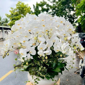 Chậu Lan Hồ Điệp – LHD49