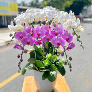 Chậu Lan Hồ Điệp – LHD50