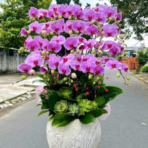 Chậu Lan Hồ Điệp – LHD51