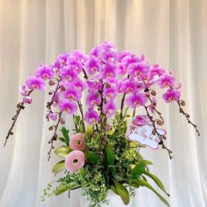 Chậu Lan Hồ Điệp – LHD52