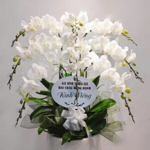 Chậu Lan Hồ Điệp – LHD53